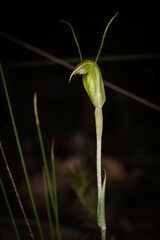 Pterostylis erubescens