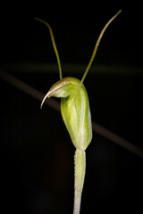 Pterostylis erubescens
