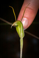 Pterostylis erubescens