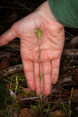 Pterostylis erubescens