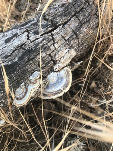 iNaturalist observation photo of turkey-tail