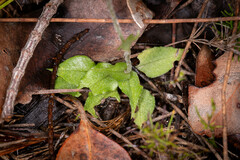 Pterostylis erubescens