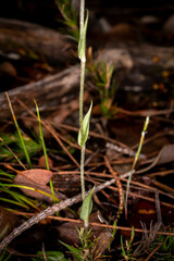 Pterostylis erubescens