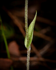 Pterostylis erubescens
