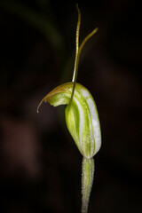Pterostylis erubescens