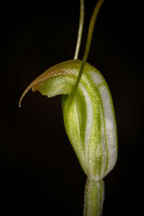 Pterostylis erubescens