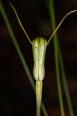 Pterostylis erubescens
