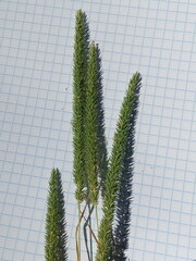 Phleum phleoides