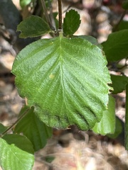 Cercocarpus betuloides blancheae
