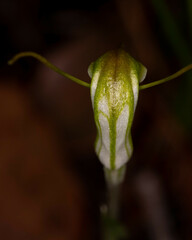Pterostylis erubescens