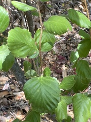 Cercocarpus betuloides blancheae