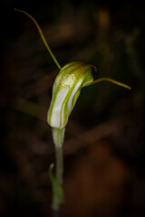 Pterostylis erubescens