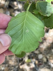 Cercocarpus betuloides blancheae