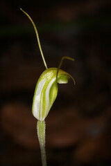 Pterostylis erubescens