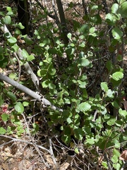 Cercocarpus betuloides blancheae