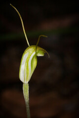 Pterostylis erubescens