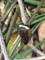 Rochaina metae