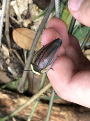 Rochaina metae