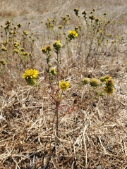 Holocarpha macradenia