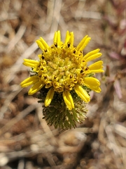 Holocarpha macradenia