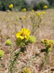 Holocarpha macradenia