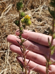 Holocarpha macradenia