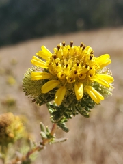 Holocarpha macradenia