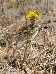 Holocarpha macradenia