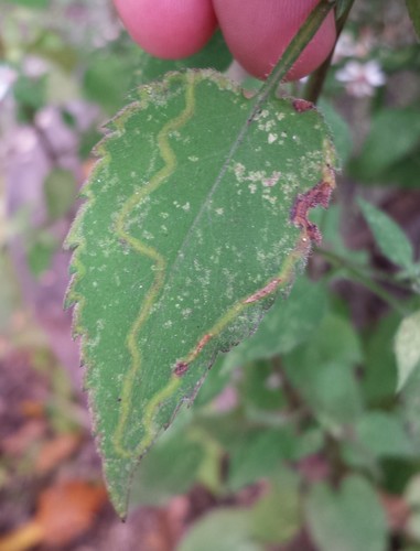 Ophiomyia quinta