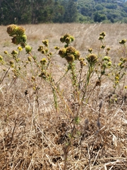 Holocarpha macradenia