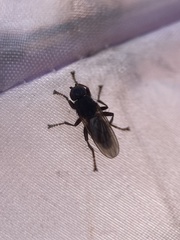 Coelopa