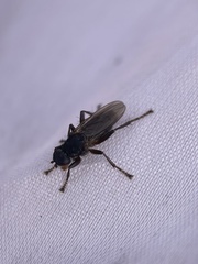 Coelopa