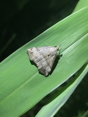 Dichromia occatus