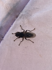 Coelopa