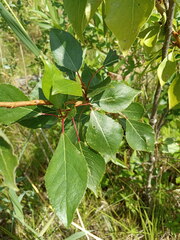 Populus simonii