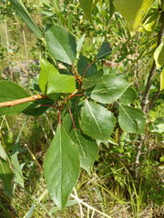 Populus simonii