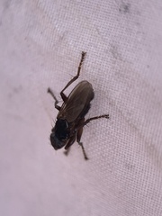 Coelopa