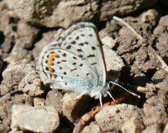 Euphilotes ancilla