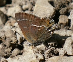 Callophrys spinetorum