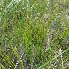 Equisetum × moorei