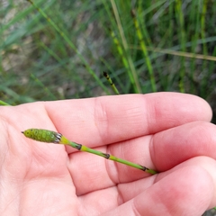 Equisetum × moorei