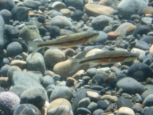 Lahontan Redside