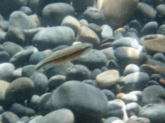 Richardsonius egregius