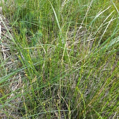 Equisetum × moorei