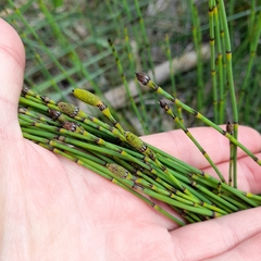 Equisetum × moorei