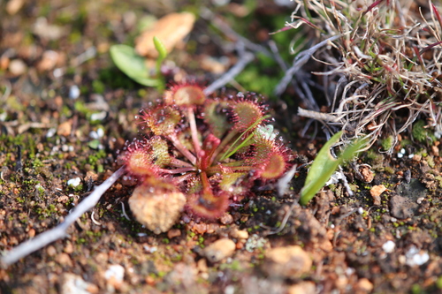 Drosera andersoniana (Drosera andersoniana)