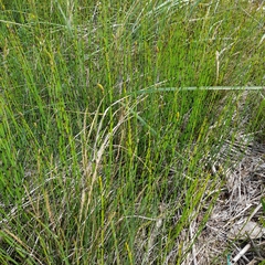 Equisetum × moorei