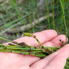 Equisetum × moorei