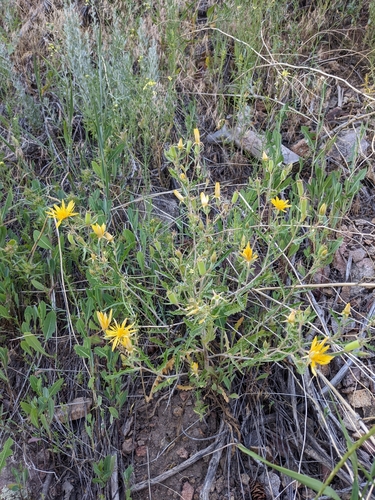 Image of Mentzelia speciosa by (c) Alaina Krakowiak, some rights reserved (CC BY)