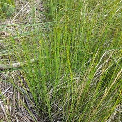 Equisetum × moorei